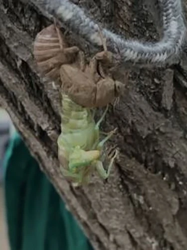 Ağustos böceğinin kabuk değiştirme anı görüntülendi
