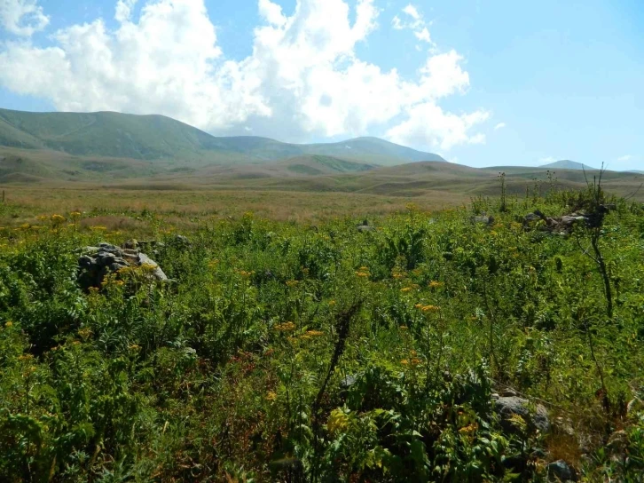 Ağustos sıcağı Posof yaylalarında kar bırakmadı
