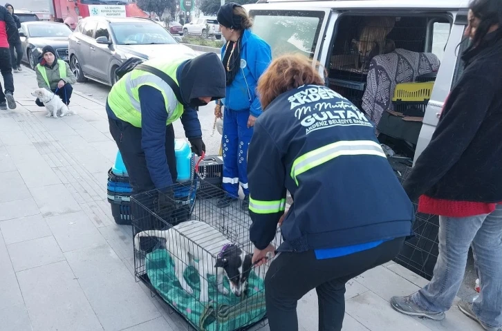 Akdeniz Belediyesi sokakta yaşayan canlıları da unutmadı
