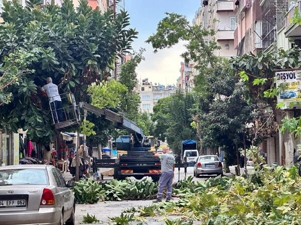 Akdeniz'de budama çalışmaları sürüyor