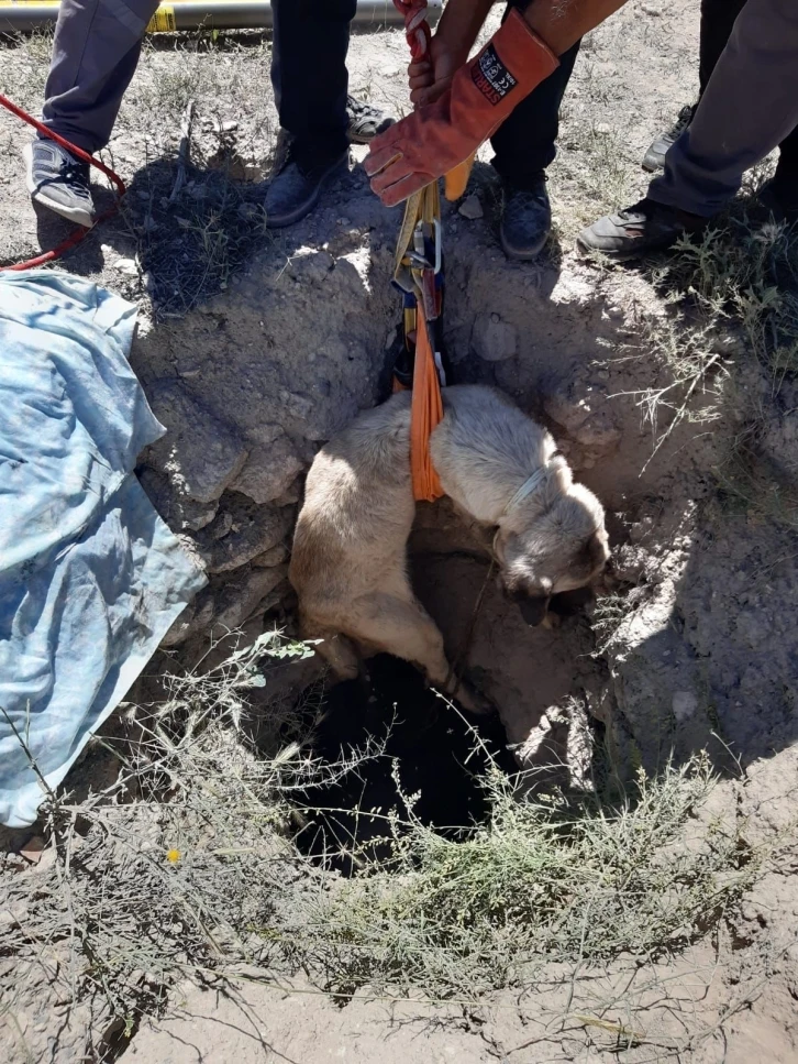 Aksaray’da 4 metrelik kuyuya düşen köpeği AFAD kurtardı
