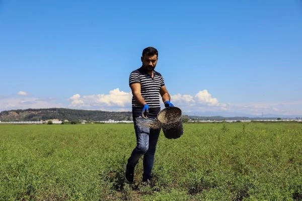 Aksu'daki meralarda iyileştirme çalışması