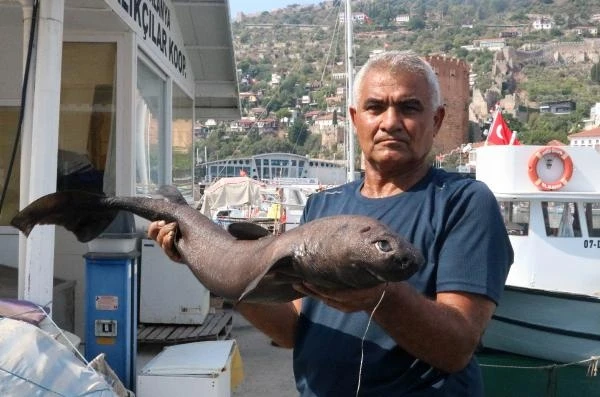 Alanya’da 'Ninja Lanternshark' türü köpek balığı yakalandı