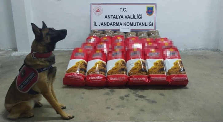 Alanya’da,yolcu otobüsünde 150 kilogram kaçak tütün ele geçirildi
