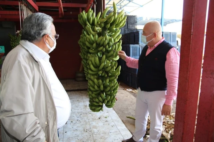 Alanya Muzu coğrafi işaret ile tescillendi
