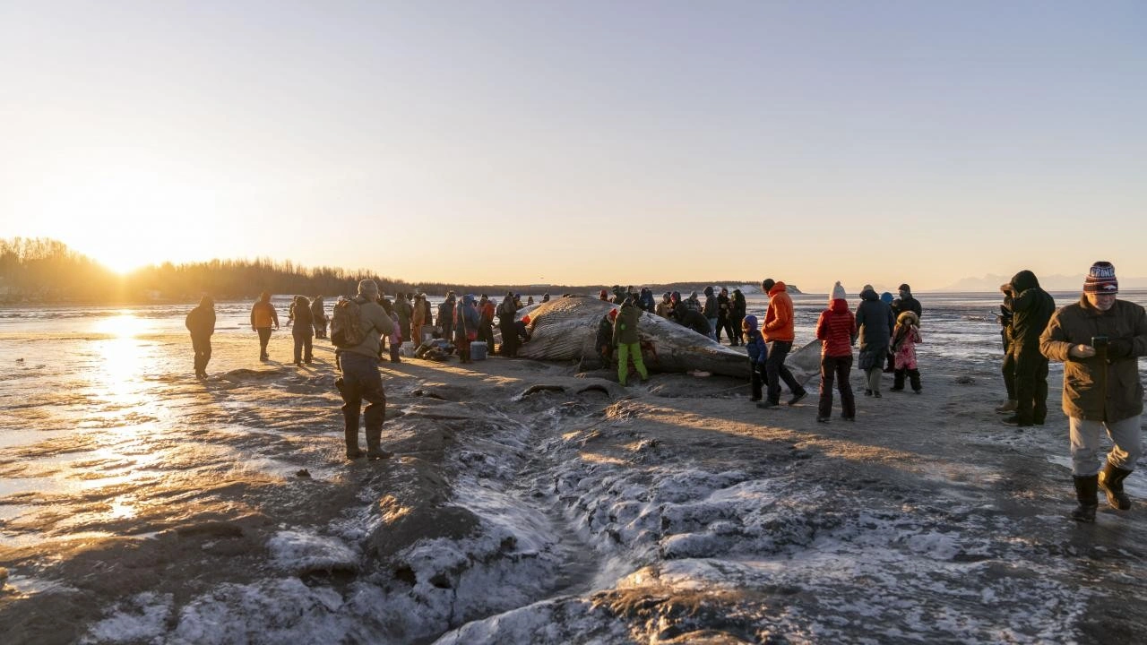 Alaska'da dev Fin Balinası karaya vurdu