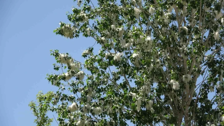 Alerjik hastalığı olanlara ‘polen’ uyarısı
