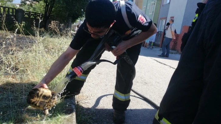 Alevlerin arasında kalan kaplumbağayı itfaiye kurtardı
