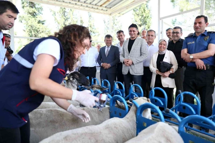 Aliağa’da yavru ölümlerine karşı aşı kampanyası başladı
