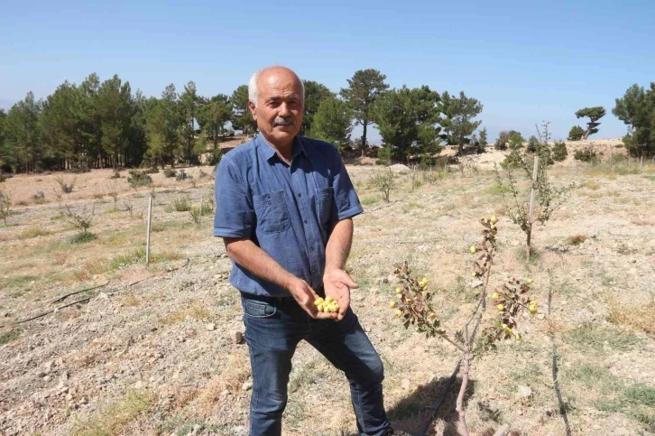 Alıç bahçesini traktörle sürüp tahrip ettiler
