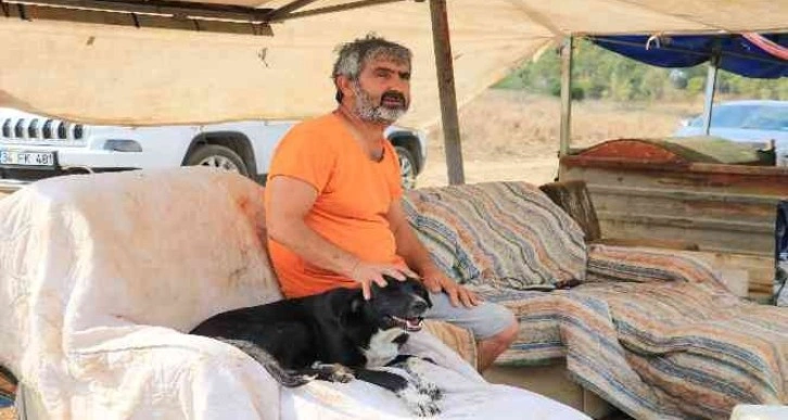 Almanya bir sokak köpeği kazandı