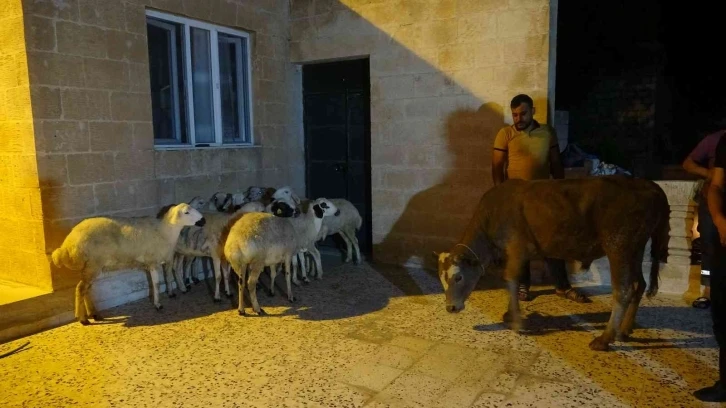 Almanya’da yaşayan Mardinli vatandaş Cumhurbaşkanı Erdoğan için 11 kurban kestirdi
