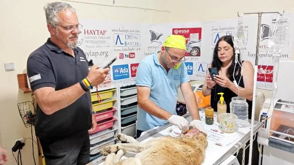 Almanya’dan 'depremzede' sokak hayvanları için geldiler