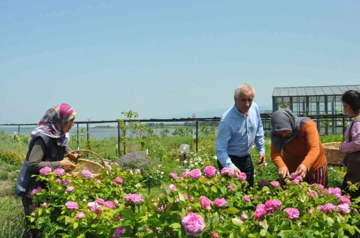 Altınova Belediyesi Tıbbi Aromatik Bitkiler Bahçesi’nde hasat zamanı
