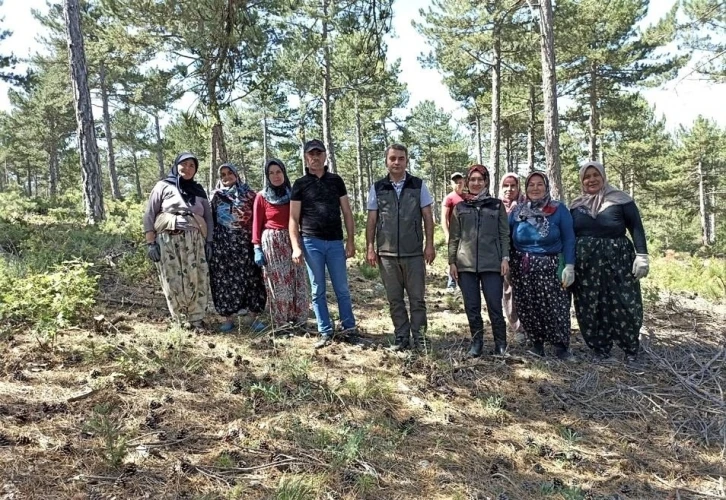 Altıntaş ormanlarında gençlik bakım çalışması
