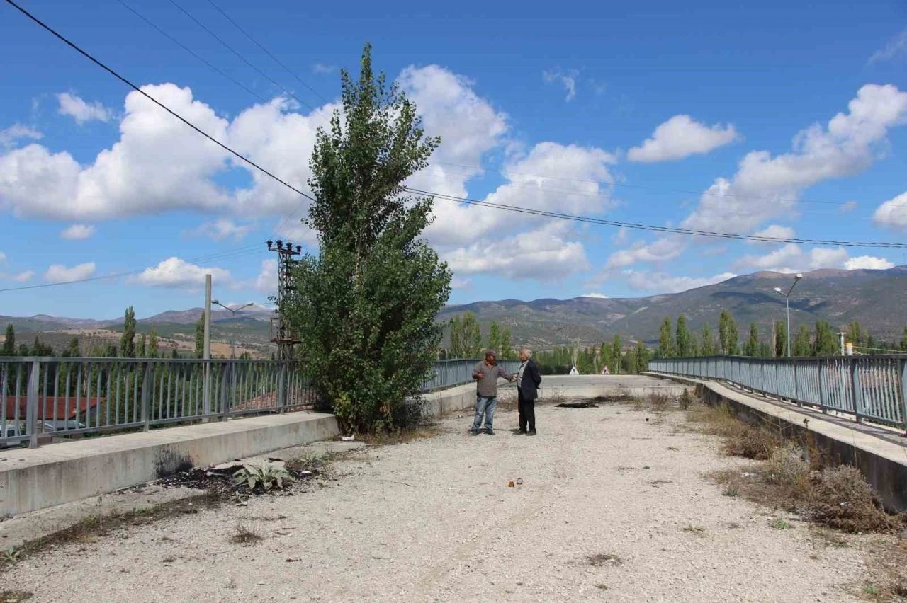 Amasya’da 16 yıldır tamamlanamayan üstgeçitte ağaçlar bitti
