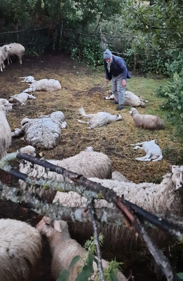 Amasya’da kurt saldırısı: 35 koyun telef oldu
