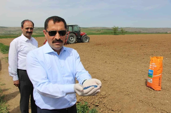 Amasya Valiliği ayçiçeği tohumu desteğini 80 bin dekara çıkardı
