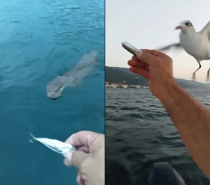 Amatör balıkçı su samurundan sonra martıları da elleriyle besledi
