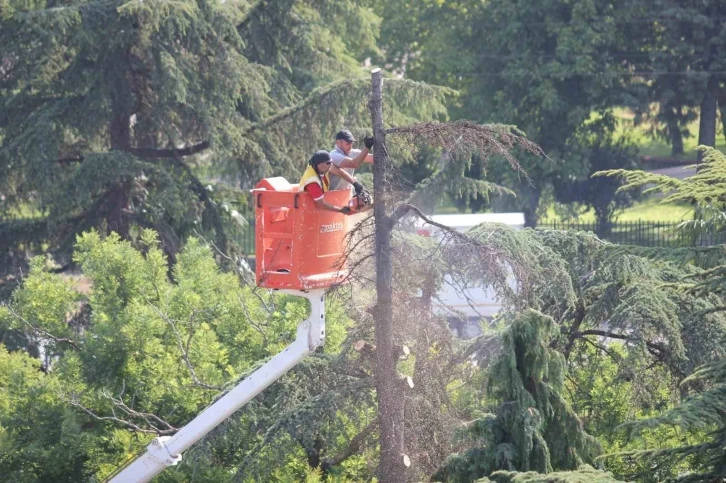 Anıtpark’ta kuruyan ağaçlar kesildi
