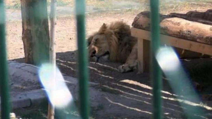 Ankara'nın ortasında aslan ve kaplan! 'Psikolojimiz bozuldu' Ama fayda etmedi