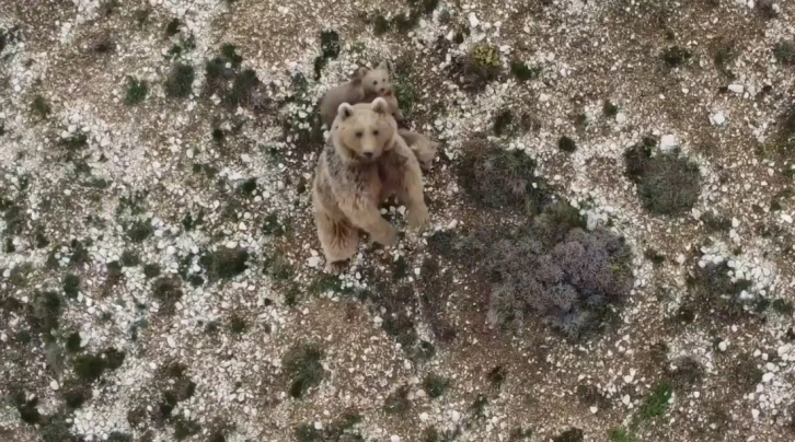 Anne boz ayı ve 3 yavrusu dron ile görüntülendi
