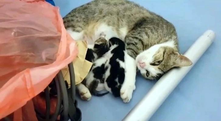 Anne kedinin yavruları için yaptığı fedakarlık duygulandırdı
