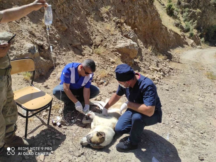 Anne köpeği yılan ısırdı
