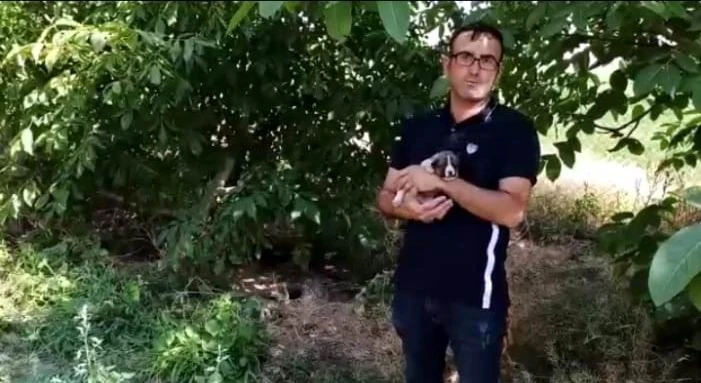 Anne köpek, yavrularını kurtarmak için ağlamış
