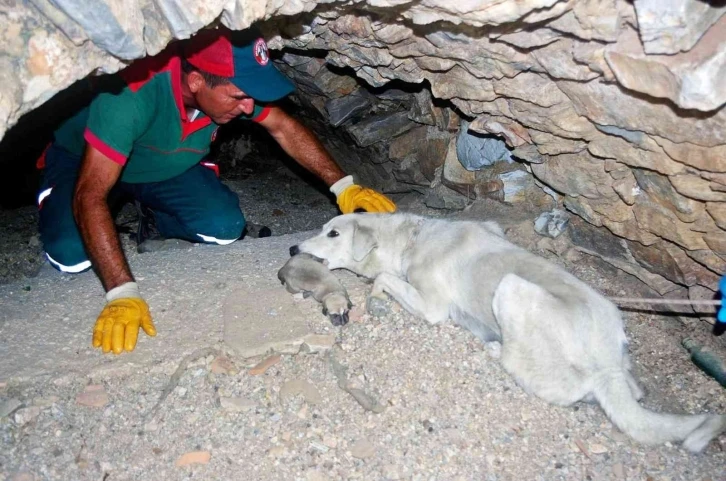 Anne köpek yavrularını terk etmedi
