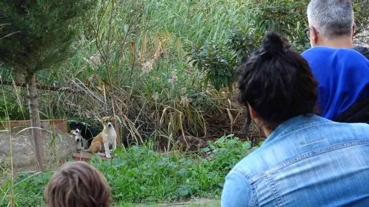 Annelerinin terk ettiği yavru köpeklere site sakinleri sahip çıktı
