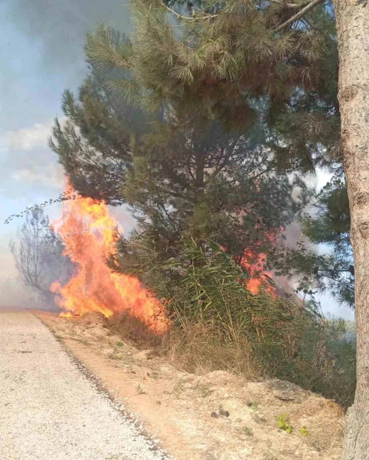 Antakya’da ormanlık alandaki yangın büyümeden söndürüldü
