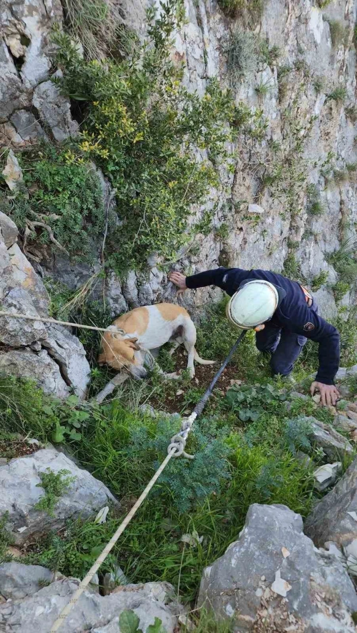 Antakya’da uçurumda mahsur kalan köpek kurtarıldı
