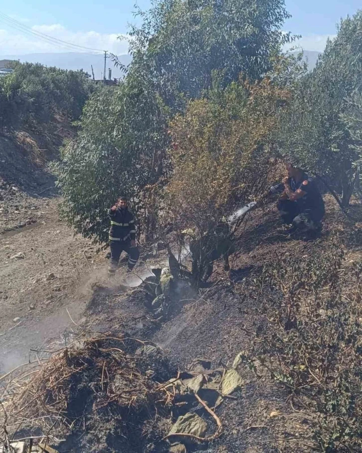 Antakya’da zeytinlik yangını
