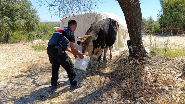 Antalya’da ahır yangını: 3 inek, 12 keçi telef oldu
