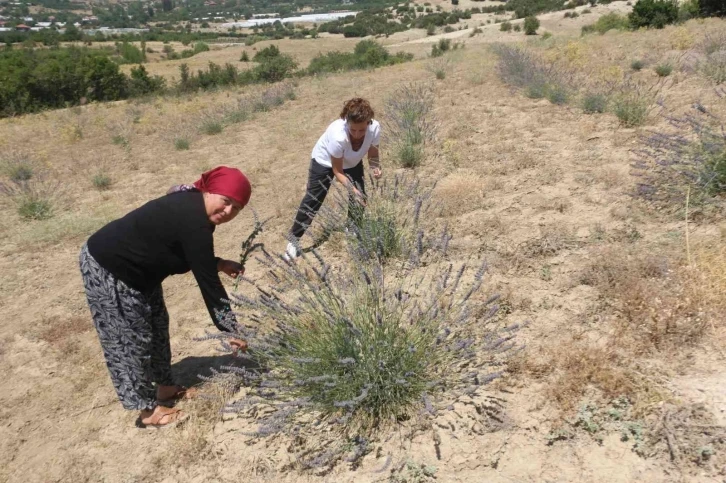 Antalya’da çorak topraklar lavanta ile mora büründü
