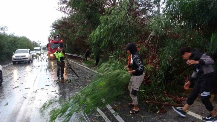 Antalya’da fırtına ağaçları devirdi, karayolunda trafik aksadı
