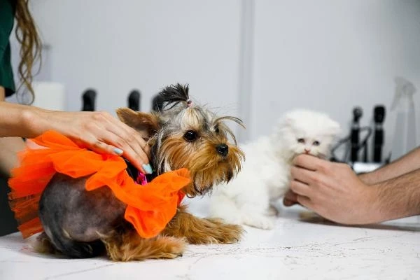 Antalya'da kedi ve köpekler için sağlık sigortasına yoğun ilgi