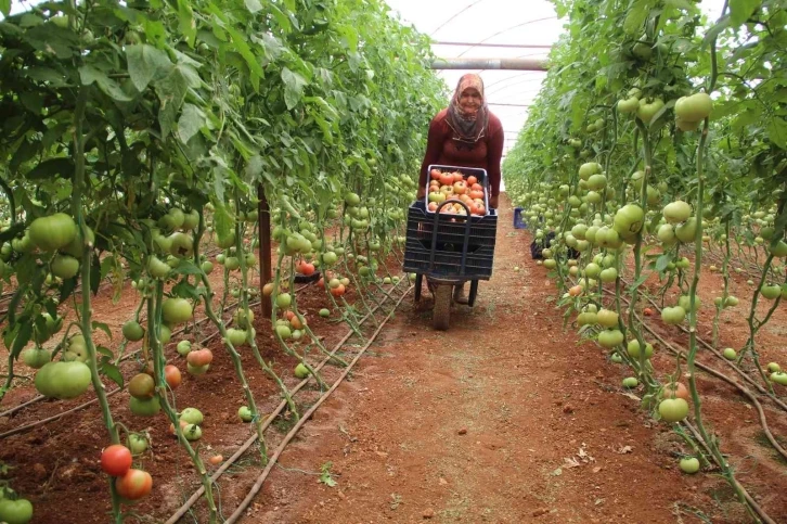 Antalya’da serada 40 dereceye yaklaşan sıcaklıkta domates hasadı
