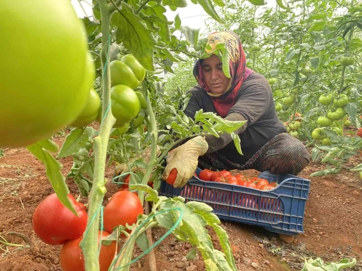 Antalya’da sezonun ilk domates hasadı yapıldı
