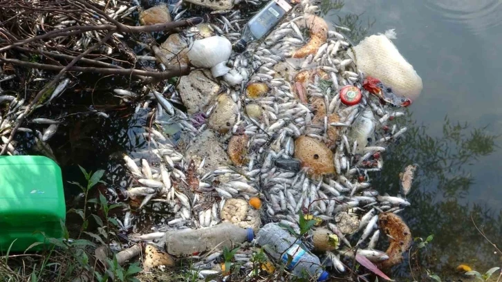 Antalya’da sulama kanalındaki balık ölümleri endişelendiriyor
