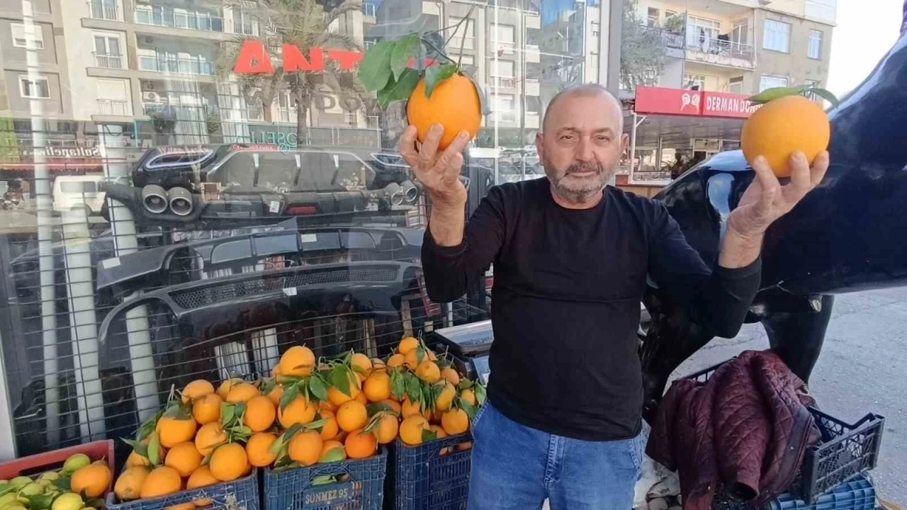 Antalya’nın dev portakalları: 3 tanesi 2 kilo geliyor
