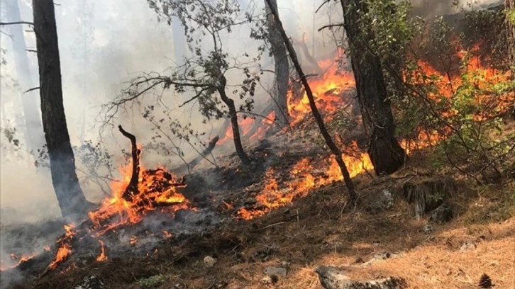 Antalya'da çıkan orman yangını, 2 saatte kontrol altına alındı