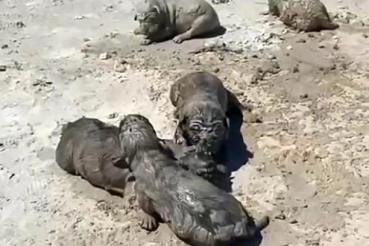 Antalya’da yavru köpeklere beton atık suyu katliamı