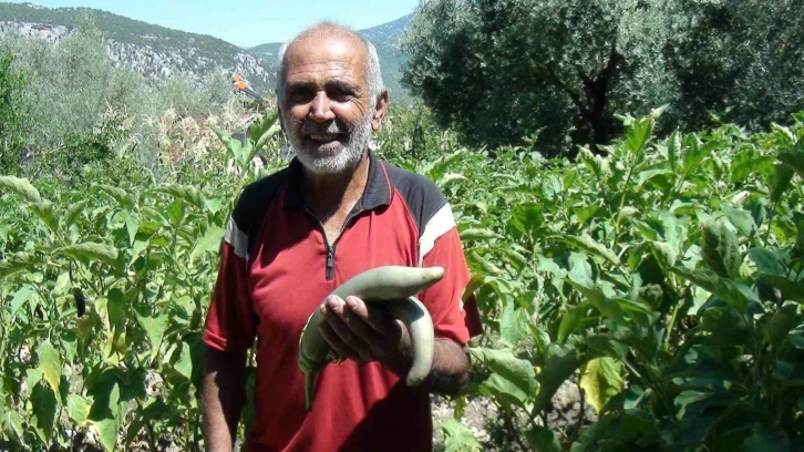 Antalyalı çiftçi ata tohumlarıyla 52 santimetre boyunda patlıcan yetiştirdi
