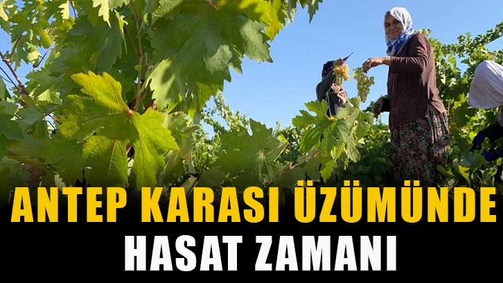 Antep karası üzümünde hasat zamanı