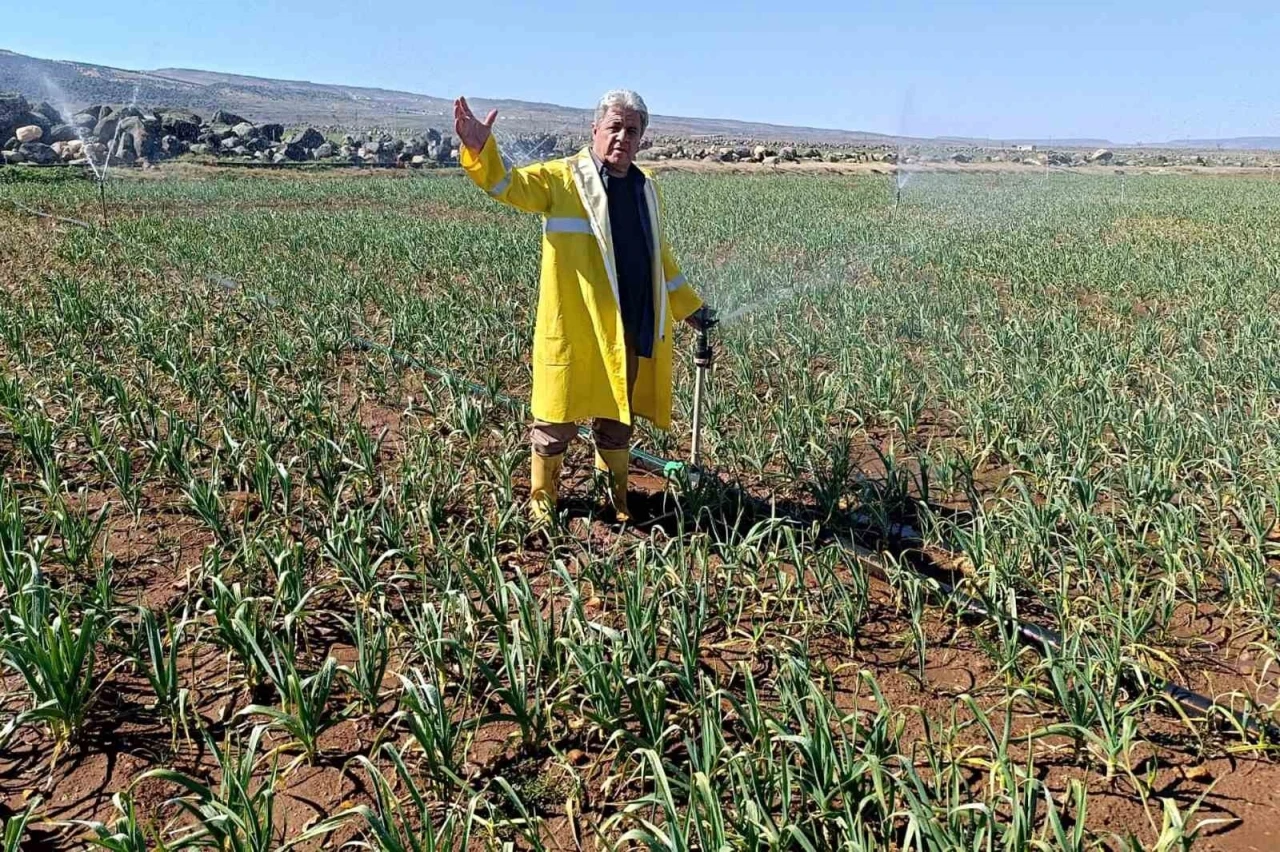 Araban Sarımsağı’nda hasat öncesi yağmurlama sulama başlatıldı
