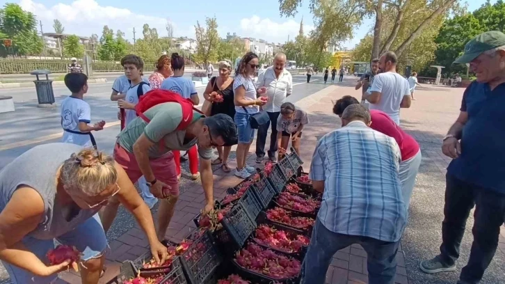 Aracılara kızan üretici 2 bin adet Ejder meyvesini bedava dağıttı
