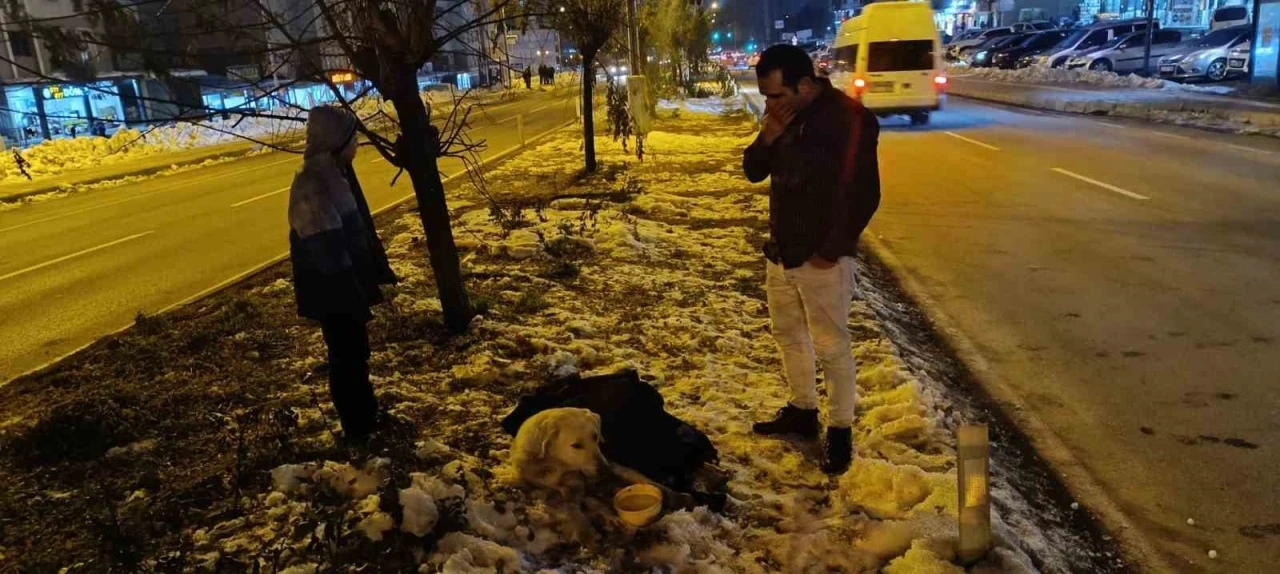 Aracın çarptığı köpeğin başından bir an olsun ayrılmadı
