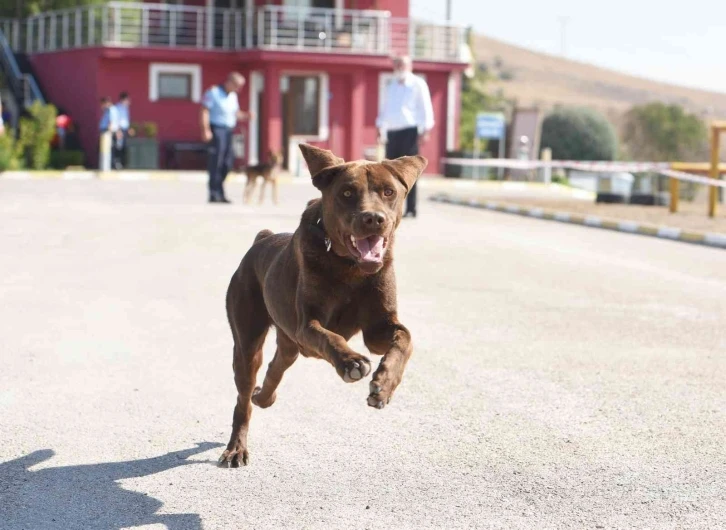 Arama - Kurtarma şampiyonu Balıkesir’den
